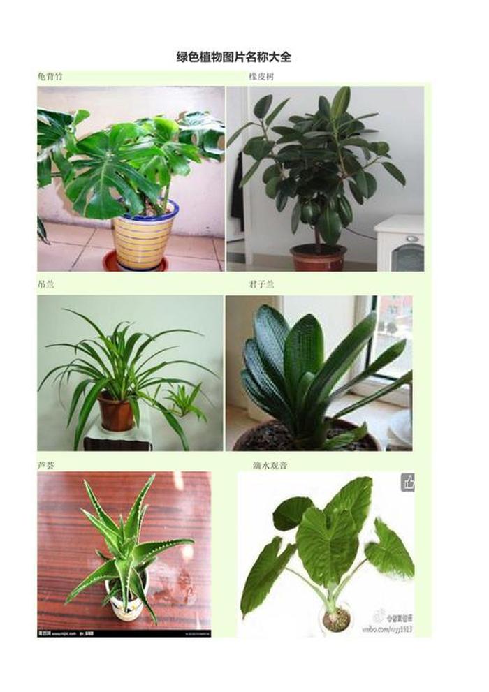 朝天椒的栽培方法：掌握要领，收获丰收