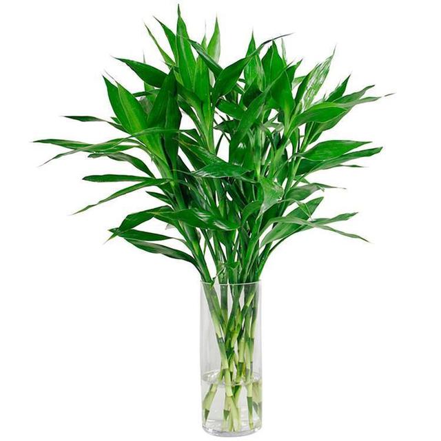 丝瓜的种植方法