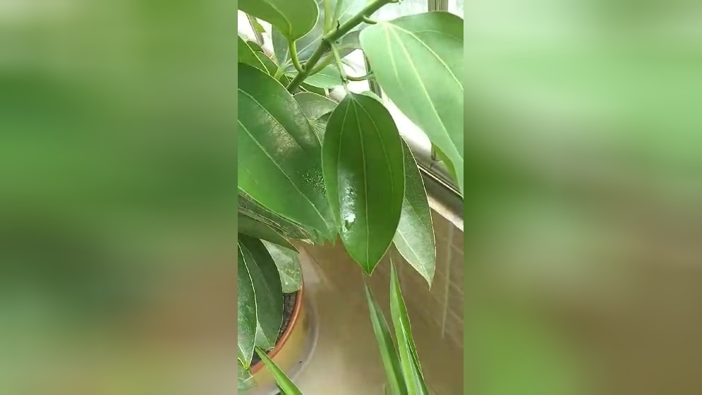 绿罗几月扦插：掌握最佳时机，养出繁茂绿意