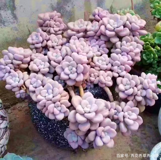 络石扦插：掌握技巧，繁育绿色生机