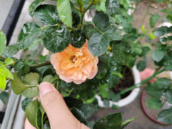 含笑花的家庭扦插：轻松繁殖美丽花卉