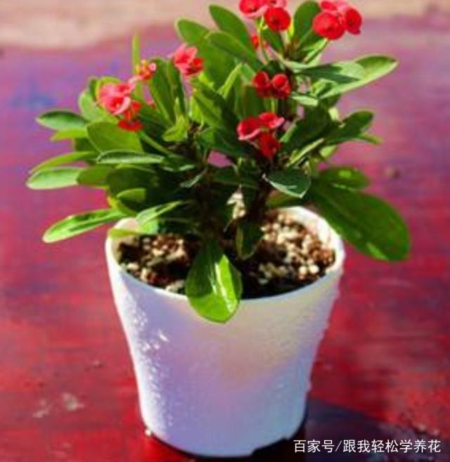 引种的方法：为您的植物养殖园增添新生命