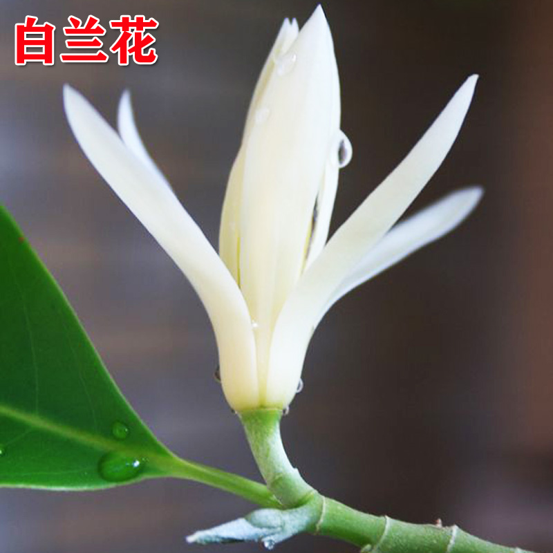 苍蝇的养殖方法：掌握技巧，高效繁殖