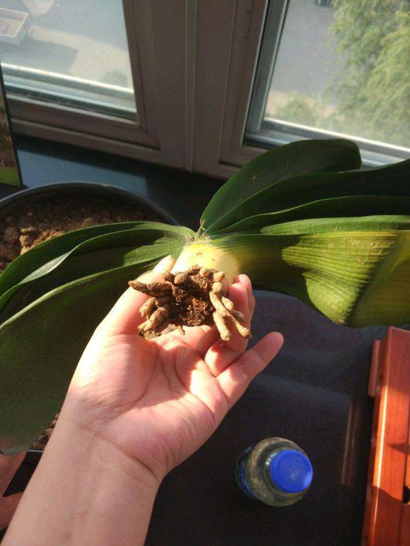 种油菜怎么种植方法：从播种到收获的全方位指南