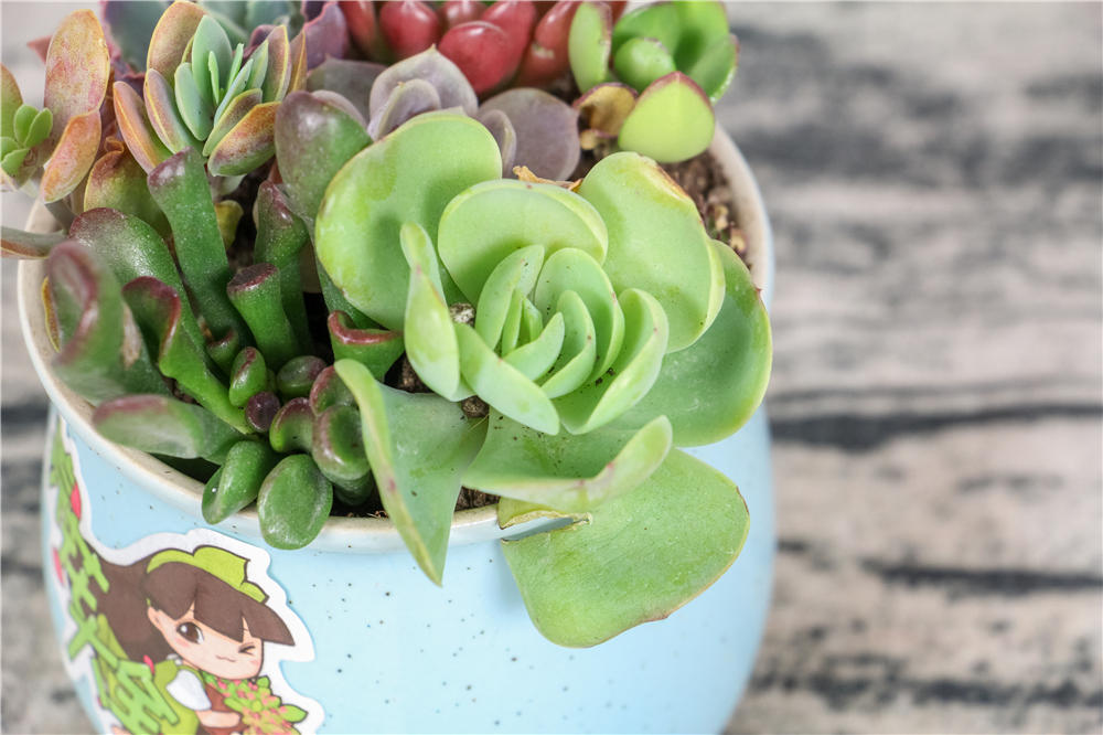 樱桃怎么种植方法：樱桃种植全攻略