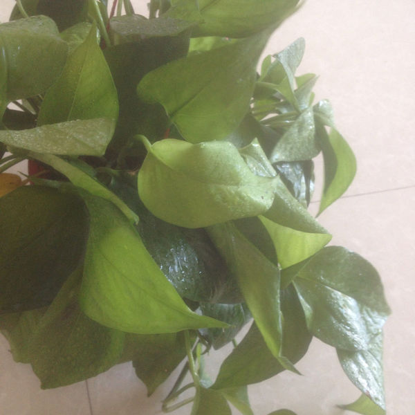发财树怎么种植方法：让财运滚滚来的秘密