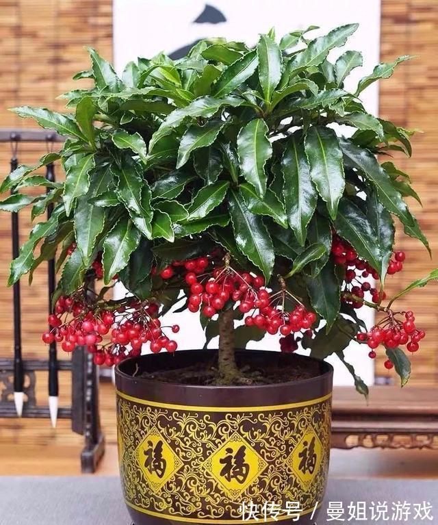 种植玉米方法：从选种到丰收的全方位指南