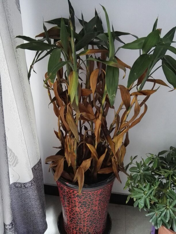 养土蜂的方法：揭开甜蜜事业的秘密