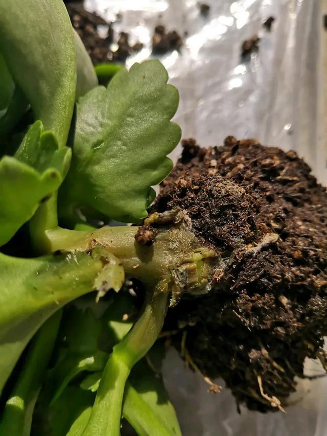 报春花养殖方法：让你的花园提前迎接春天