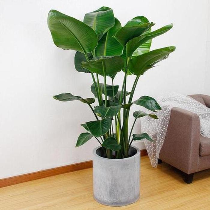 格桑花的种植方法