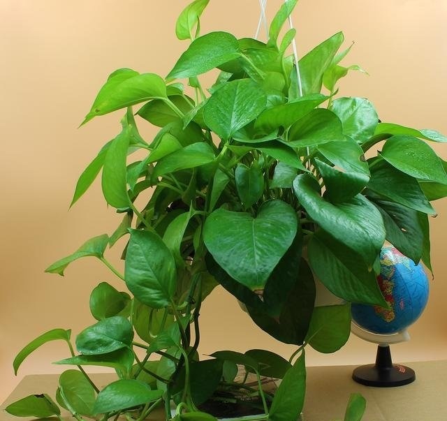 柚子种子盆栽：种植与养护指南