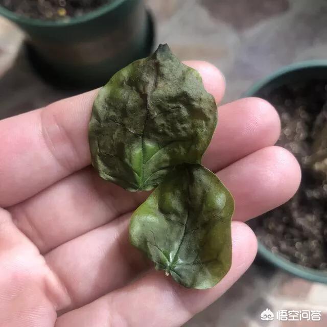 河豚饲养方法：掌握关键技巧，确保安全与健康