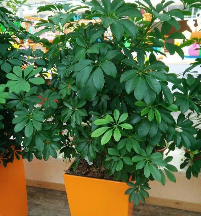凌霄花扦插方法和时间：掌握要领，轻松繁殖