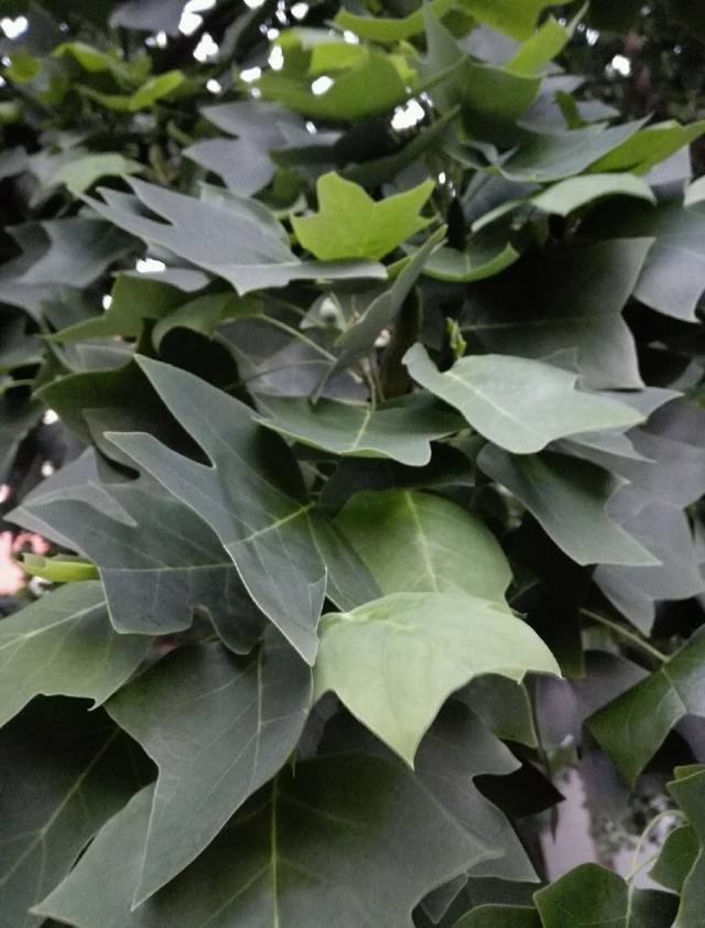 怎么种芒果盆栽：家庭种植芒果的详细指南
