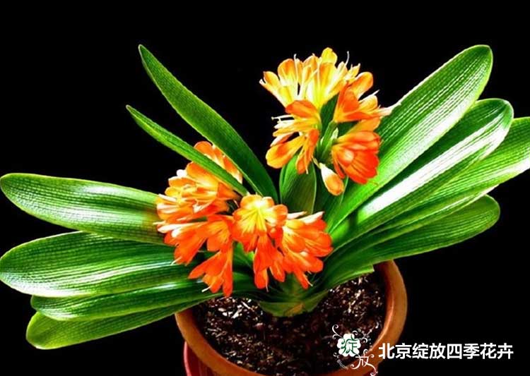 蚕豆种植方法：掌握技巧，丰收在望
