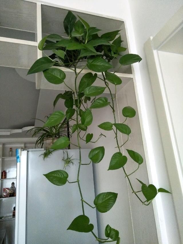 茉莉花施肥方法：让你的茉莉花繁茂绽放