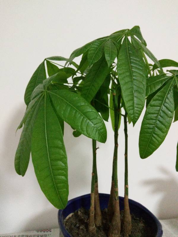 核桃的种植方法