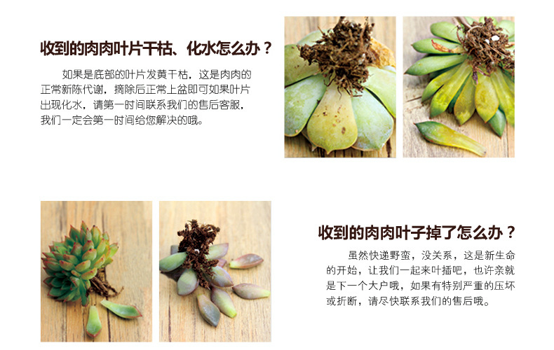 水蛭捕捉方法：高效实用的捕捉技巧