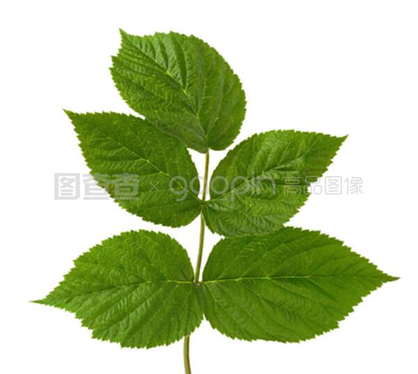 黑麦草播种方法：高效种植技巧与要点