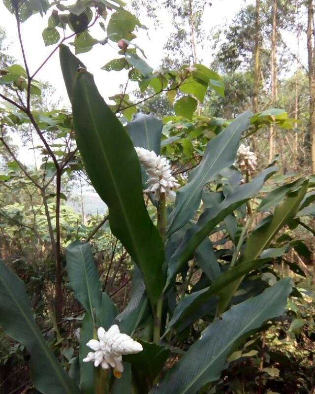 浸种的方法：提高植物生长效率的秘诀