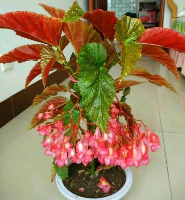 阳台香葱的种植方法
