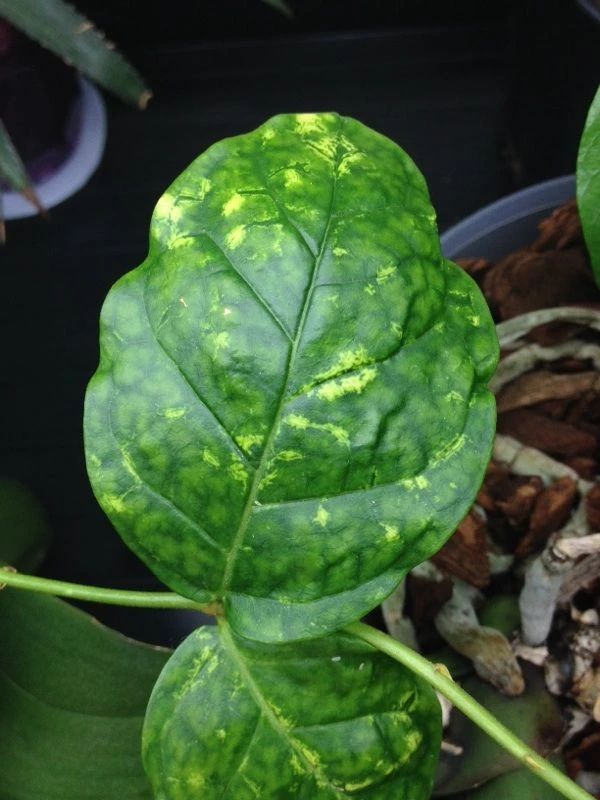 丝瓜的种植方法视频：详解每一步，轻松掌握种植技巧