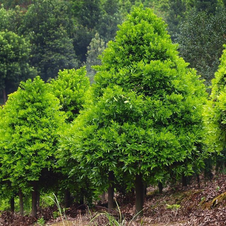 滴水观音解毒方法：家庭绿植安全养护指南