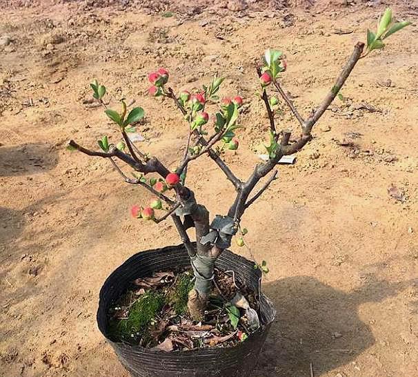 怎么做胡萝卜盆栽：打造阳台小菜园的简易指南