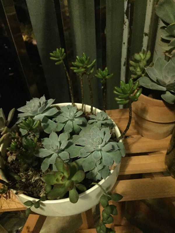 蘑菇栽培方法：家庭种植的全新体验