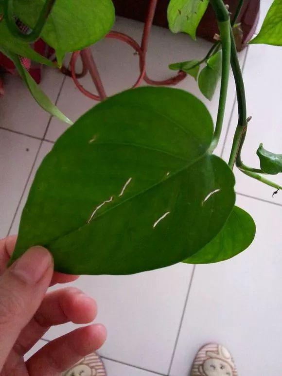鹰嘴豆的种植方法：从选种到收获的全方位指南