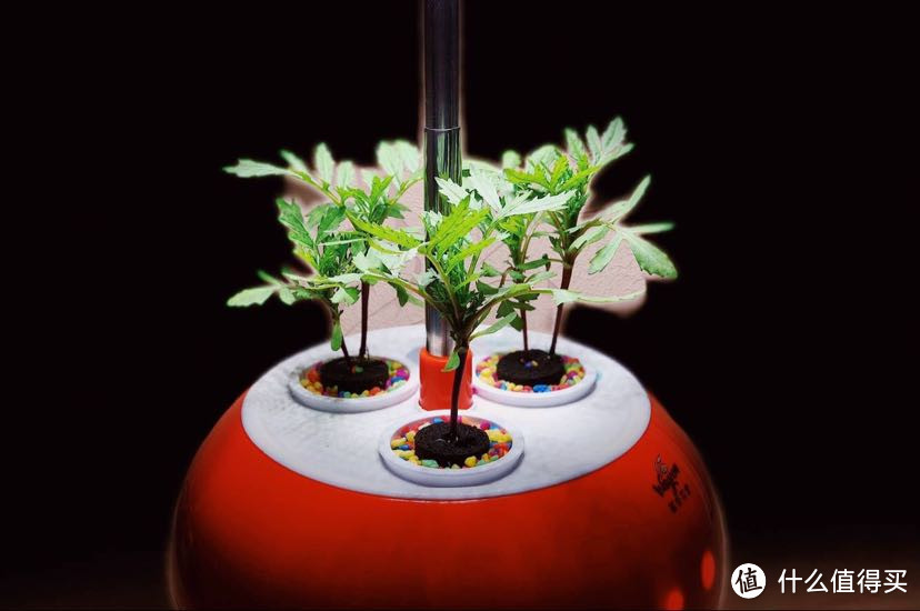 盆栽荔枝图片：打造私家花园的亮丽风景线