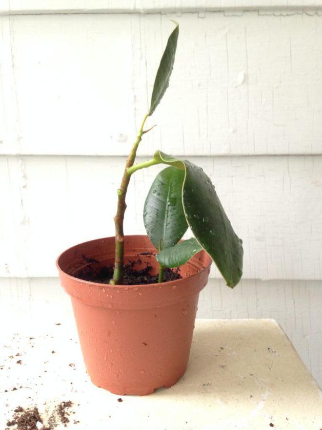 生姜的种植方法和时间：掌握要领，丰收在望