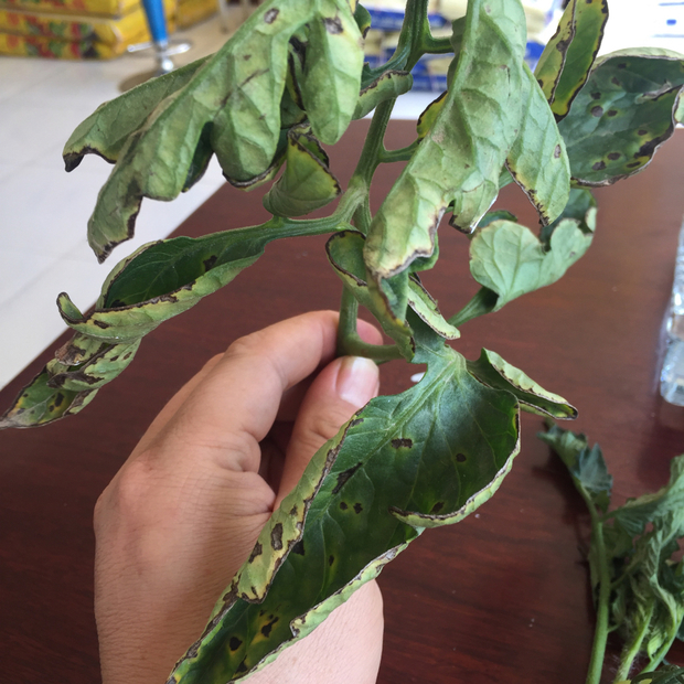 喂牛草发酵的方法：提升饲料营养价值的秘密