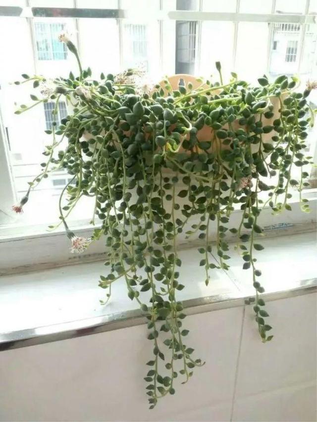 盆栽荷花养殖：打造家居水景之美