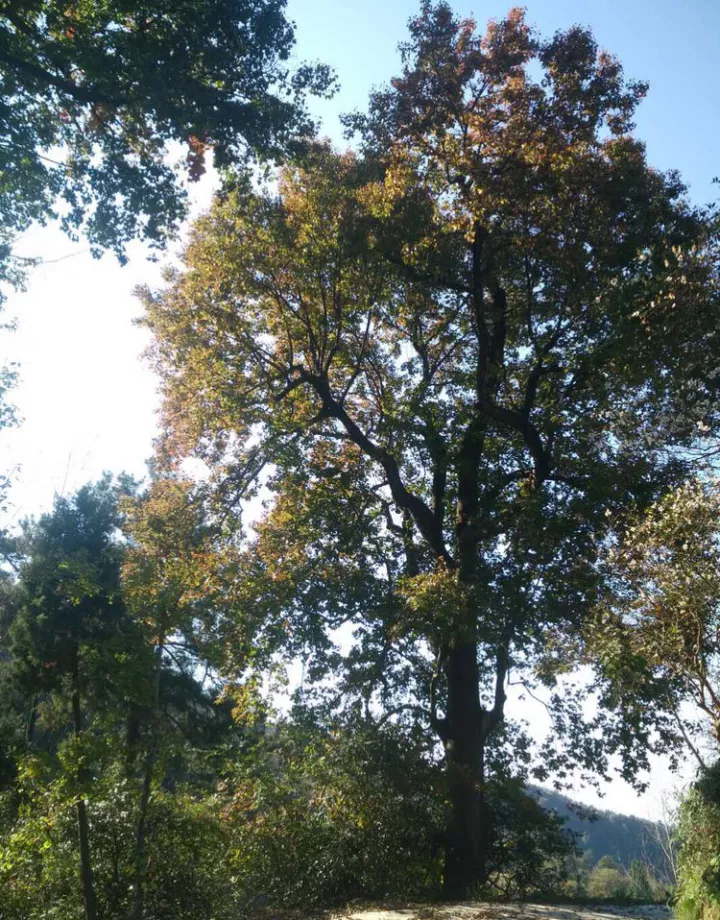 育虫方法：打造高效益的植物养殖园