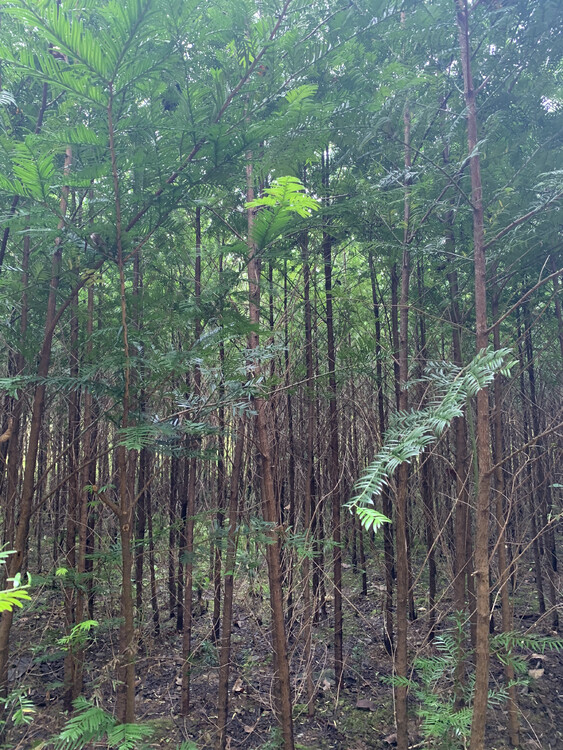 南美白对虾喂料方法：科学喂食，助力健康成长