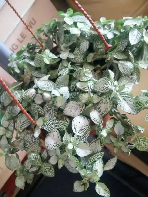 芍药怎么种植方法：详细指南与技巧