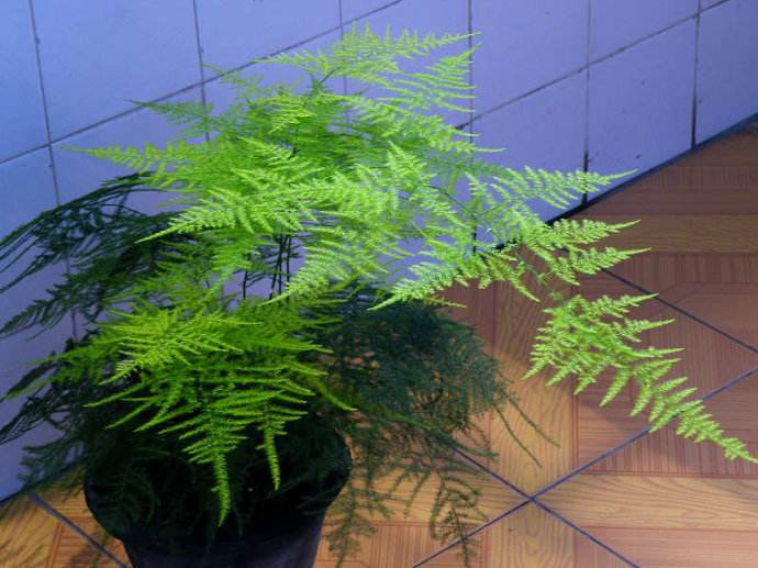 榕树小苗扦插：繁殖技巧与养护指南