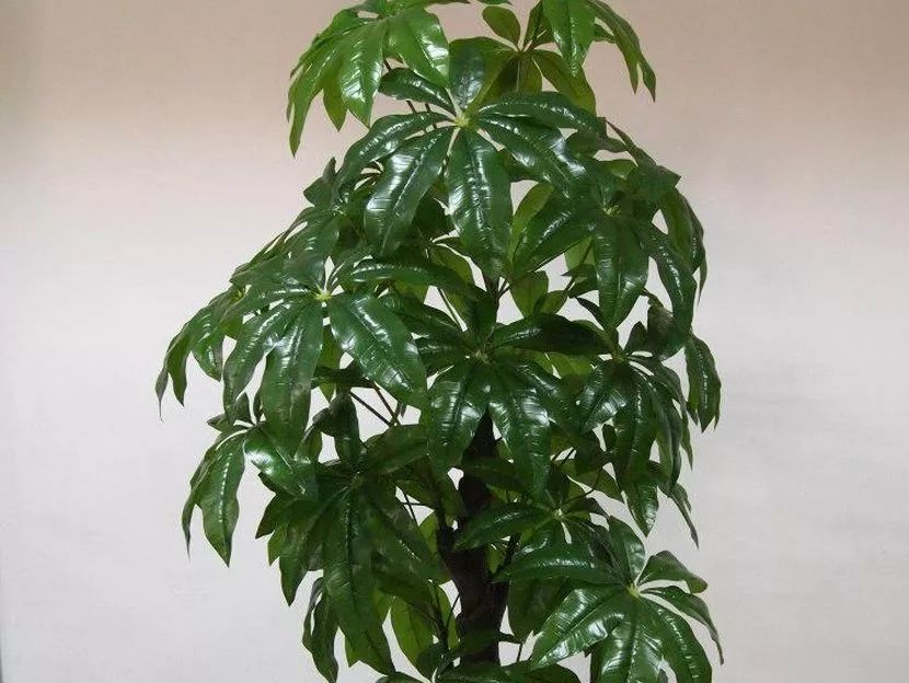 金盏菊的种植方法：为您的花园增添一抹亮丽色彩