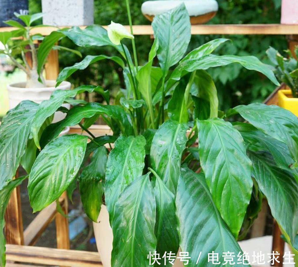 矾根扦插论文：探索高效的繁殖技术