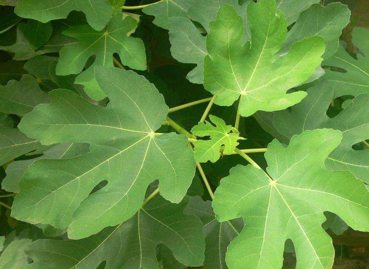 杜鹃的养植方法：让花朵绽放如画的秘诀