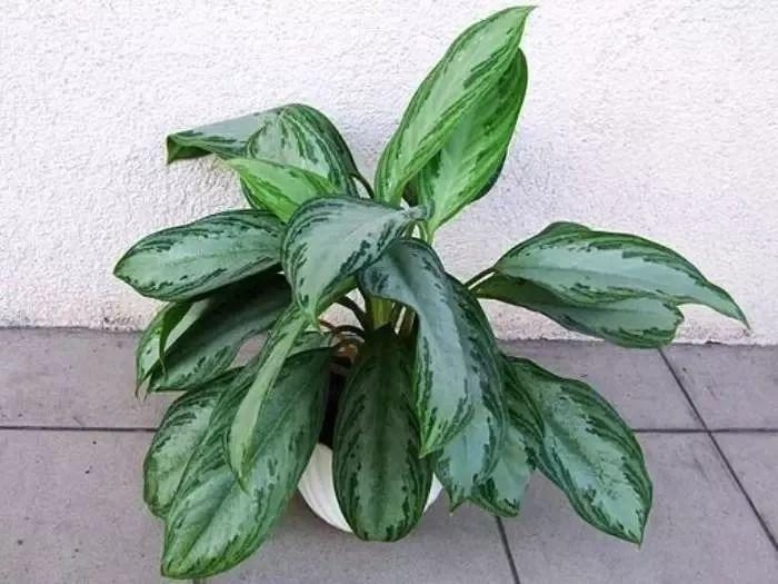 玫瑰花盆栽适合的温度