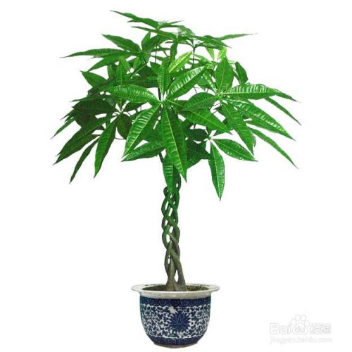 扦插前母株怎么处理：专业园丁的详细指南