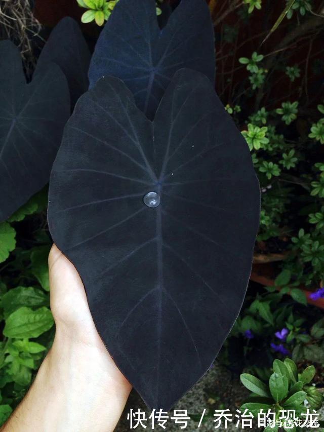 桑葚盆栽什么品种？挑选指南与养护技巧