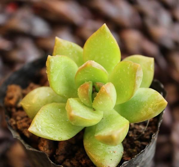 摇钱树如何扦插 - 植物养殖技巧分享