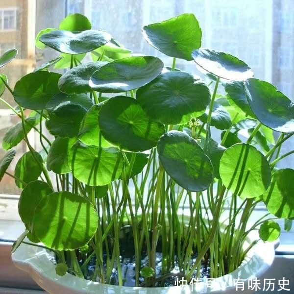 日本剑兰养殖方法：培育优雅花姿的秘诀