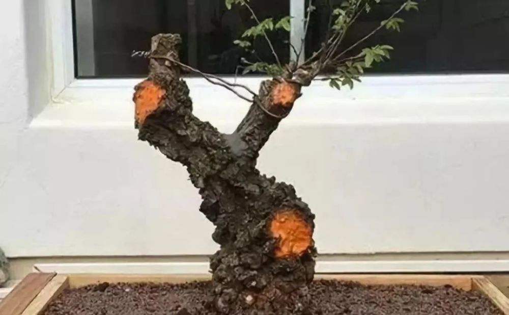盆栽桂圆能结果吗？揭秘盆栽桂圆的种植秘密