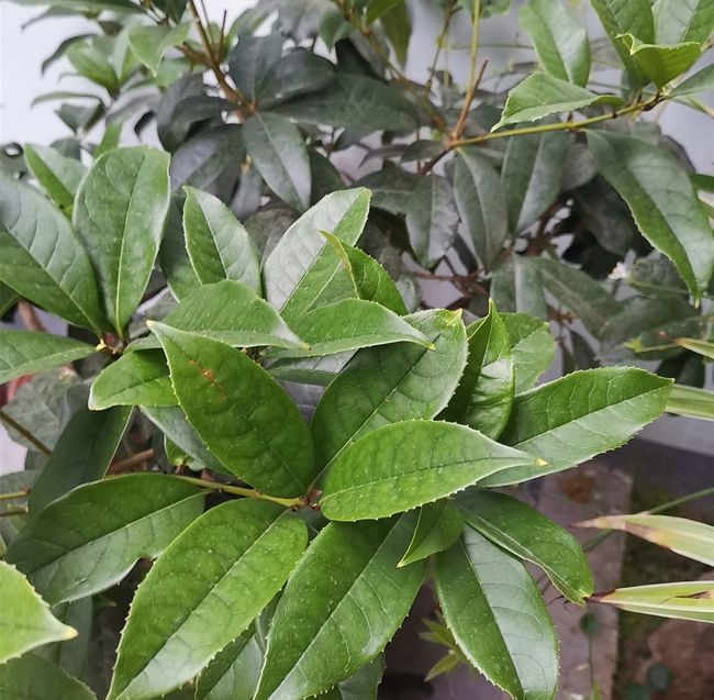 盆栽百合花种植方法：让优雅的百合在家绽放