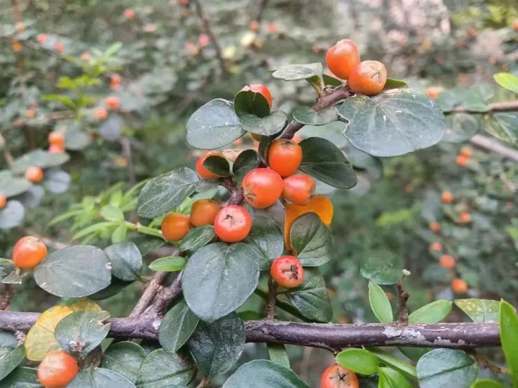 核桃树怎么种植方法