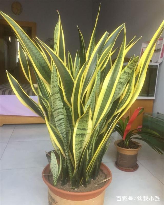 甜瓜种植方法：掌握关键技巧，收获甜蜜果实